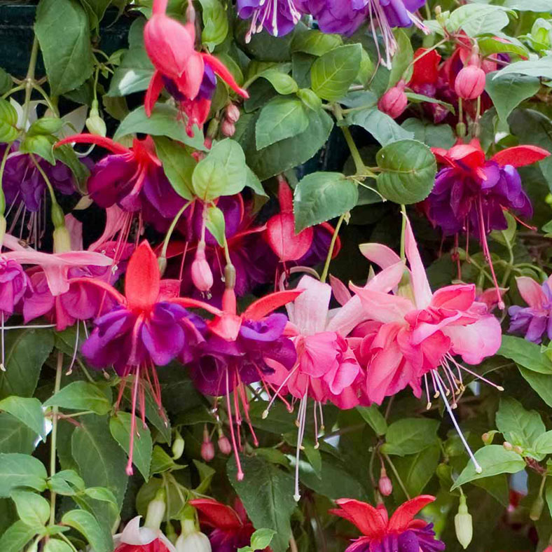 Fuschia