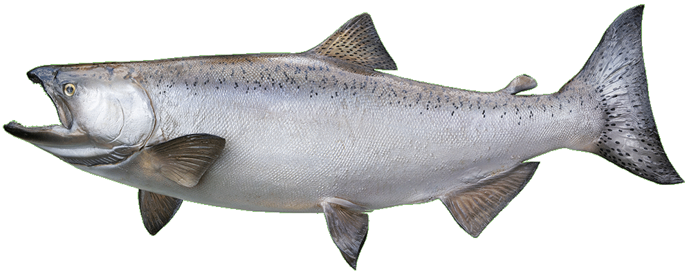 King Salmon